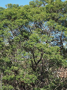 Acacia mearnsii plant Denzel Murfet Nangwarry
